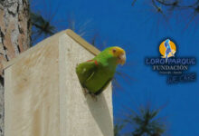 Tall trees and nest-boxes: a winning combination for Yellow-headed Parrots
