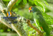 Citizen and satellite data establish precise distribution maps for threatened parrots
