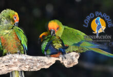 Pairing and pre-breeding in Loro Parque Fundación