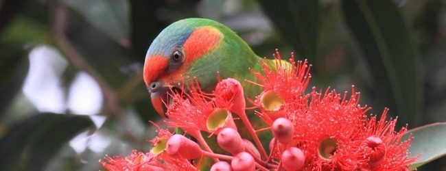 Lorikeet food is easier accessible in cities than in the wild