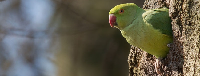 Invasive species Ringneck Parrot ( Psittacula krameri ) shot by a man in London