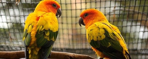 Tony Silva NEWS: Breeding Sun Conures. PART I