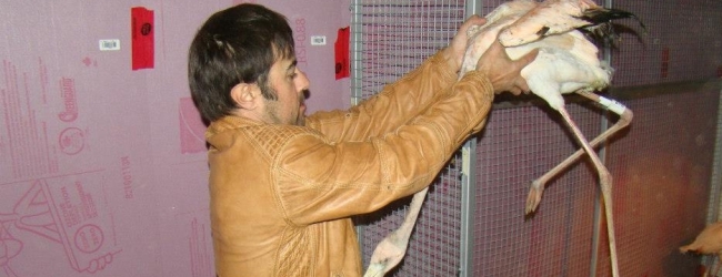 Interview with David T. Longo, the successful exporter and breeder of parrots. PART II