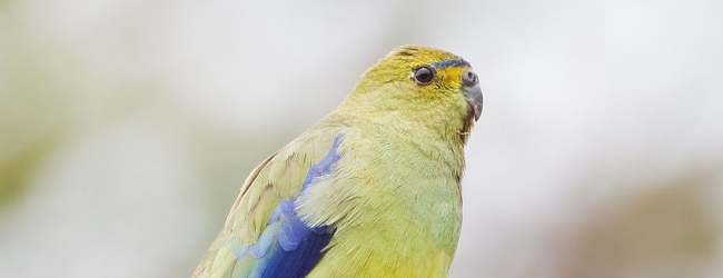 Expert on Blue-winged parrots Jan Cvrcek talks about breeding of this species. PART I