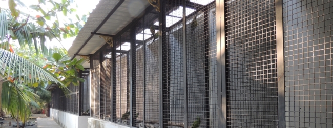 Tony Silva NEWS: Aviculture in India