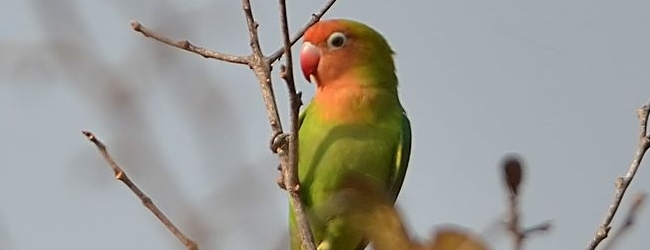 Lilian’s Lovebirds die because of poisoned water in Liwonde