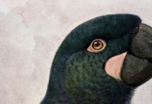 Do you know all extinct parrots? MACAWS. PART III
