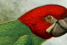Do you know all extinct parrots? MACAWS. PART II