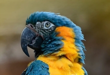 Tony Silva NEWS: Questions and answers. “My macaws feed each other and mate, but they do not lay eggs.”