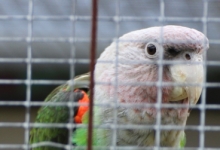 PBFD, a serious threat for Cape Parrots in South Africa