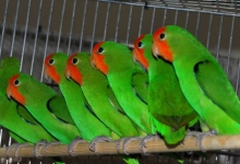 Interview with the successful breeder of Red-headed Lovebirds Dominique Veeckmans. PART I