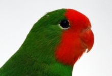Interview with the successful breeder of Red-headed Lovebirds Dominique Veeckmans. PART II
