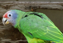 Dutch breeders of Amazona parrots have a possibility to participate on research of skewed sex ratio in birds