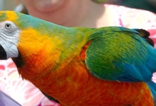 Tony Silva NEWS: Questions and answers. “If I rear a Sun Conure and a Green-cheeked Conure together, can I produce Sun-cheek Conures?”