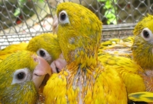 Márcia Weinzettl talks about the hand feeding of parrots and successful breeding of Golden Conures. PART II