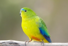 Is this the end for Orange-bellied parrots in the wild?