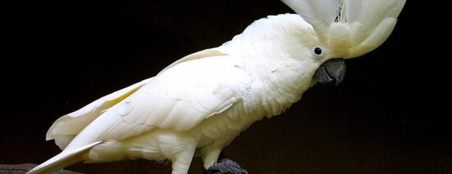Tony Silva NEWS: Breeding of Umbrella Cockatoos. PART I