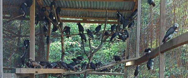 Senegal police arrested an international bird trafficker