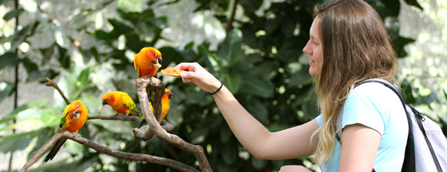 Tony Silva NEWS: How should we feed our parrots? Are pellets all what they need? PART I