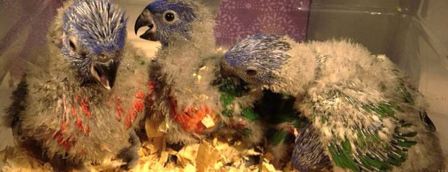 A Guide to Incubation and Hand raising Lories. PART II