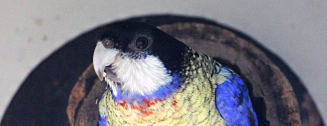 Breeding of the Northern Rosella. PART II