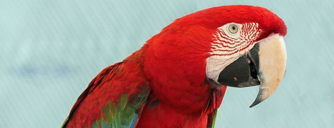 WPT seeks volunteers for Red and Green Macaw conservation project in Argentina