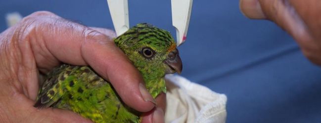 Two critically endangered Western Ground Parrots have died at Perth ZOO