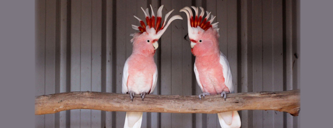 Biology and breeding of the Major Mitchell’s Cockatoo. PART I