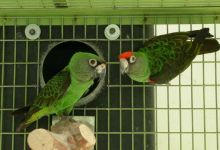 What is the appropriate nest design for our parrots? PART I