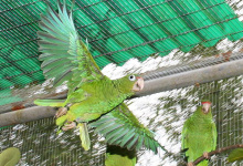Wild population of the Puerto Rican Amazon is recovering rapidly. Sixteen captive bred birds were released.