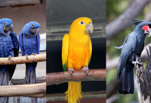 CITES statistics in the Czech Rep: 117 Golden Conures, 59 Hyacinth Macaws and 31 Palm Cockatoos have been registered in the last three years