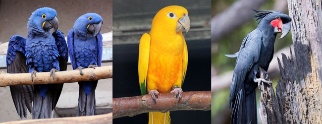 CITES statistics in the Czech Rep: 117 Golden Conures, 59 Hyacinth Macaws and 31 Palm Cockatoos have been registered in the last three years