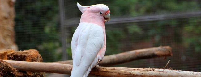 Biology and breeding of the Major Mitchell’s Cockatoo. PART III