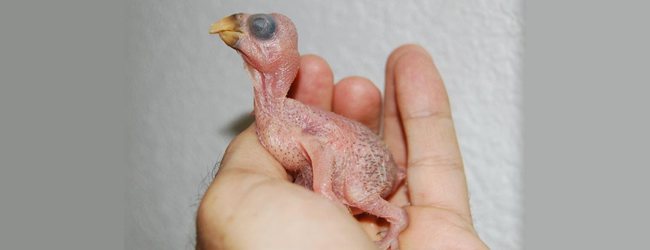 Q & A: “What is the best technique for parrot hand-rearing?”