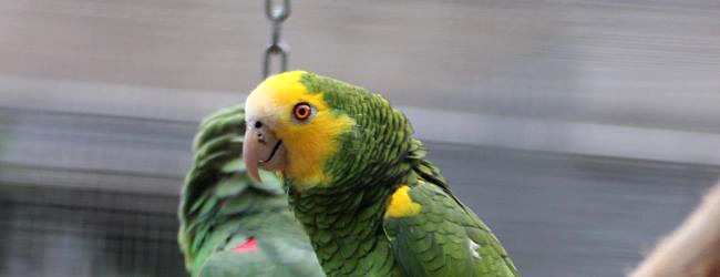 Breeding of the Yellow-shouldered Amazon. PART II