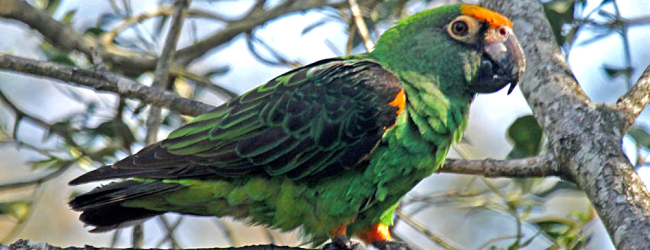 Breeding of the Lesser Jardine’s Parrot. PART II