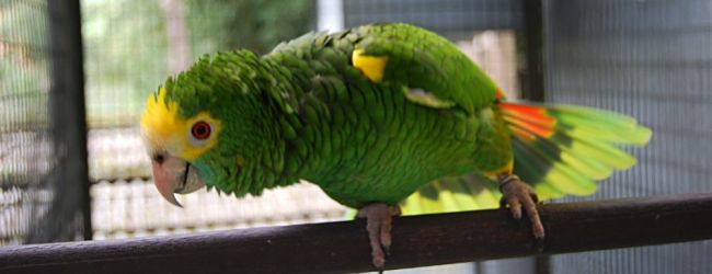 Breeding of the Yellow-shouldered Amazon. PART I