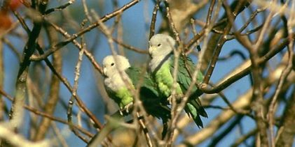 Grey-headed Lovebirds breeding. PART II