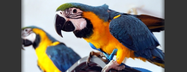 First parrot harness succeeded in strength test