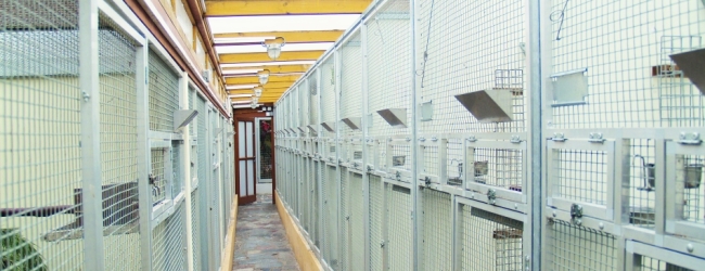 Zdenek Vandelik talks about his large collection of South American parrots. PART I