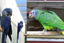 Numbers of CITES I parrot species in the Czech Republic: 145 Hyacinth Macaws, 93 Red-tailed Amazons, …