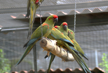 Q & A: “Which parrots are better to keep in a group than in pairs?”