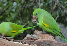 Q & A: “What are the most important aspects of Brotogeris parrots breeding?”