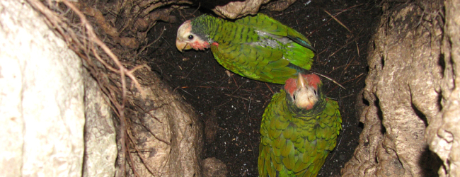 Bahamian subspecies of the Cuban Amazon nesting in the ground