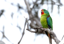 Private breeders started a breeding project for the Swift Parrot (Lathamus discolor)