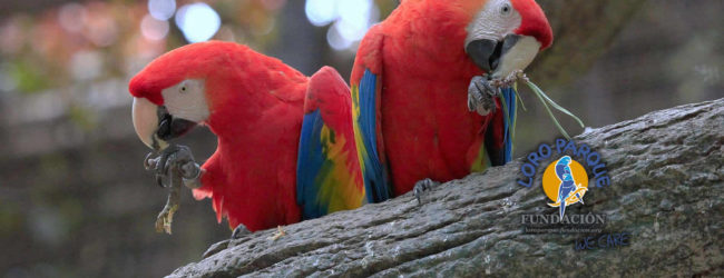 Beginning the year at Loro Parque Fundación