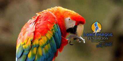 Poachers positively select parrot species based on their attractiveness