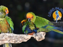 Pairing and pre-breeding in Loro Parque Fundación